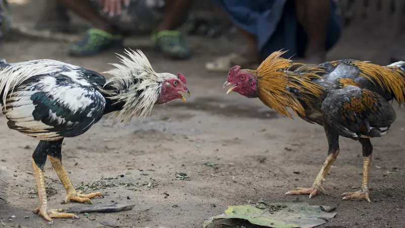 Introduction to Knife-Spurred Cockfighting at 77PH