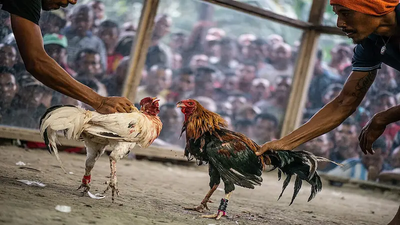 Popular Forms of Knife-Spurred Cockfighting at 77PH