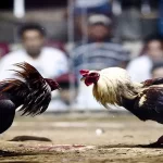 Knife-Spurred Cockfighting