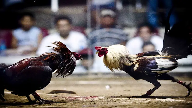 Knife-Spurred Cockfighting